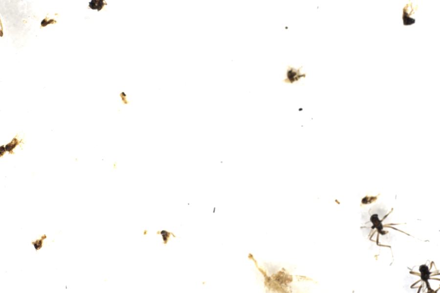 Image 43